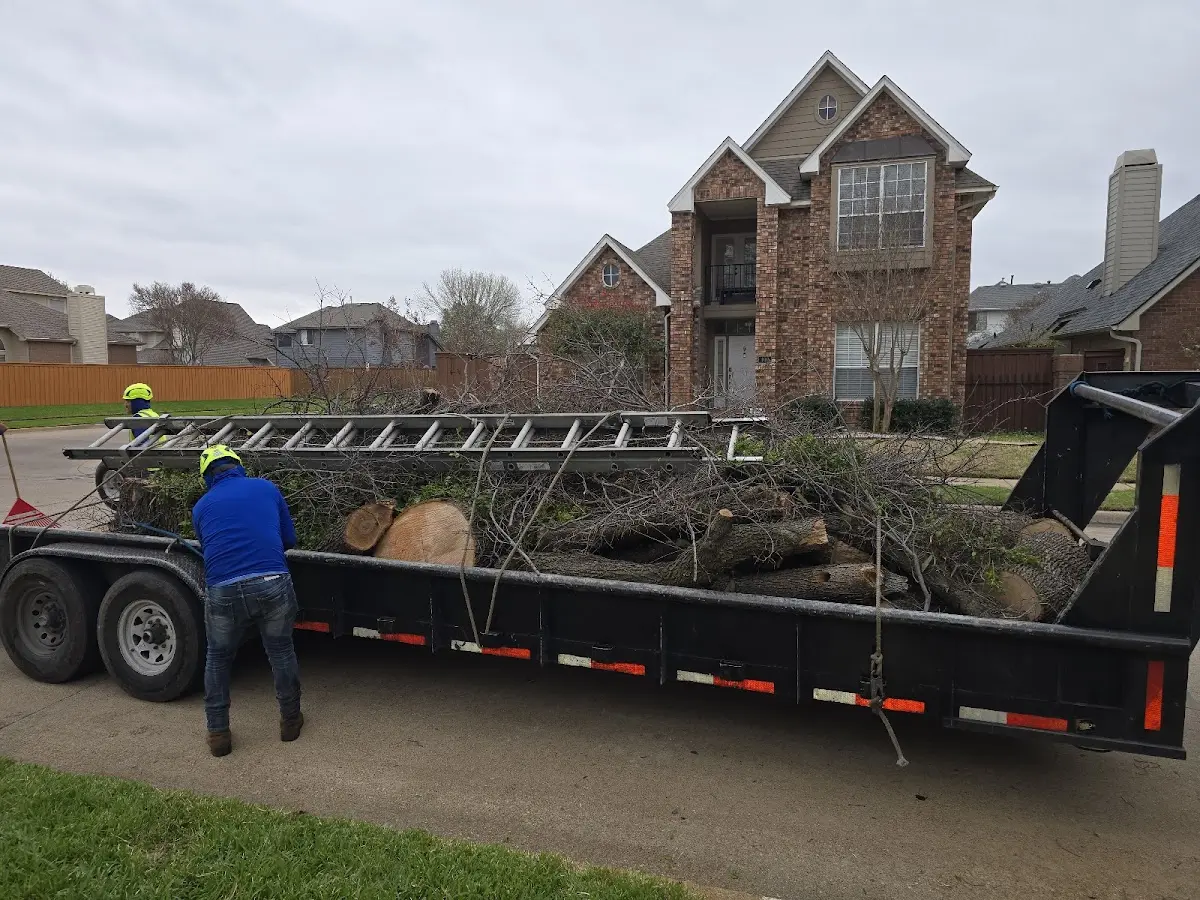 Expert Tree Pest Control with proper safety equipment in Winton
